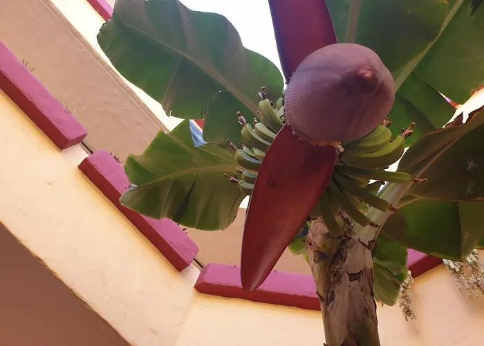 Marino Tenerife